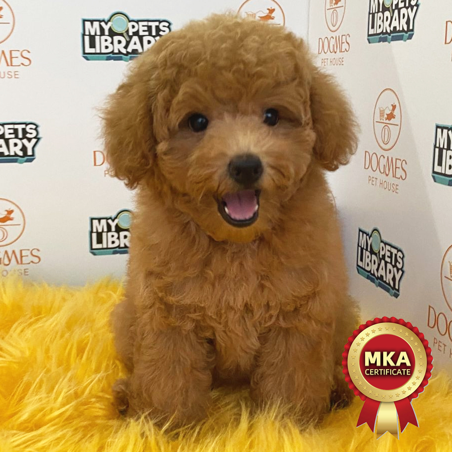 MKA Toy Poodle Puppy (Female) For Sale