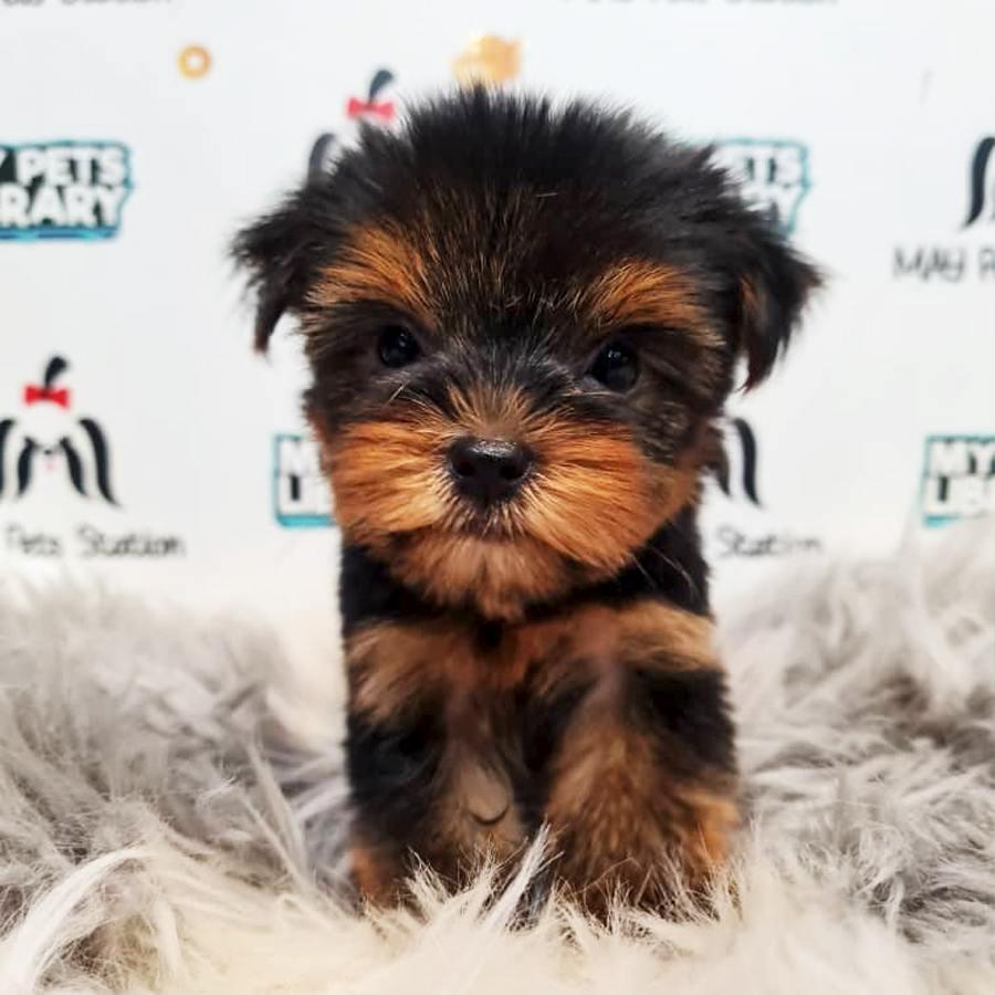 Yorkshire Terrier Puppy (Female) For Sale