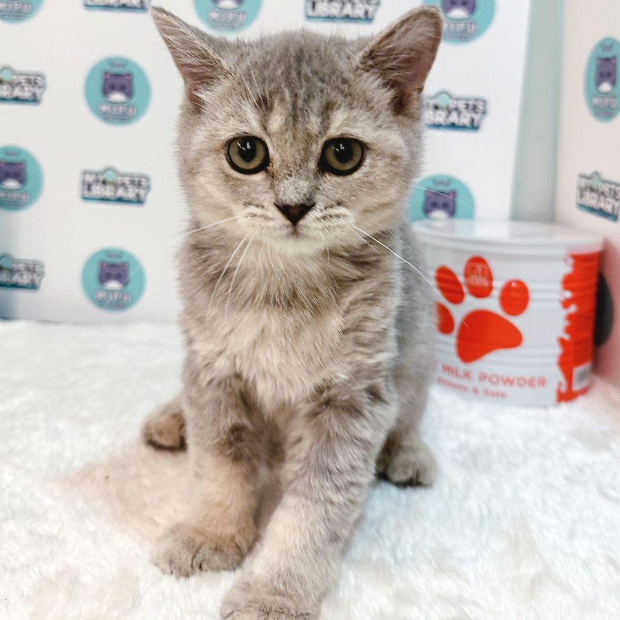 British Shorthair Kitten (Female) For Sale