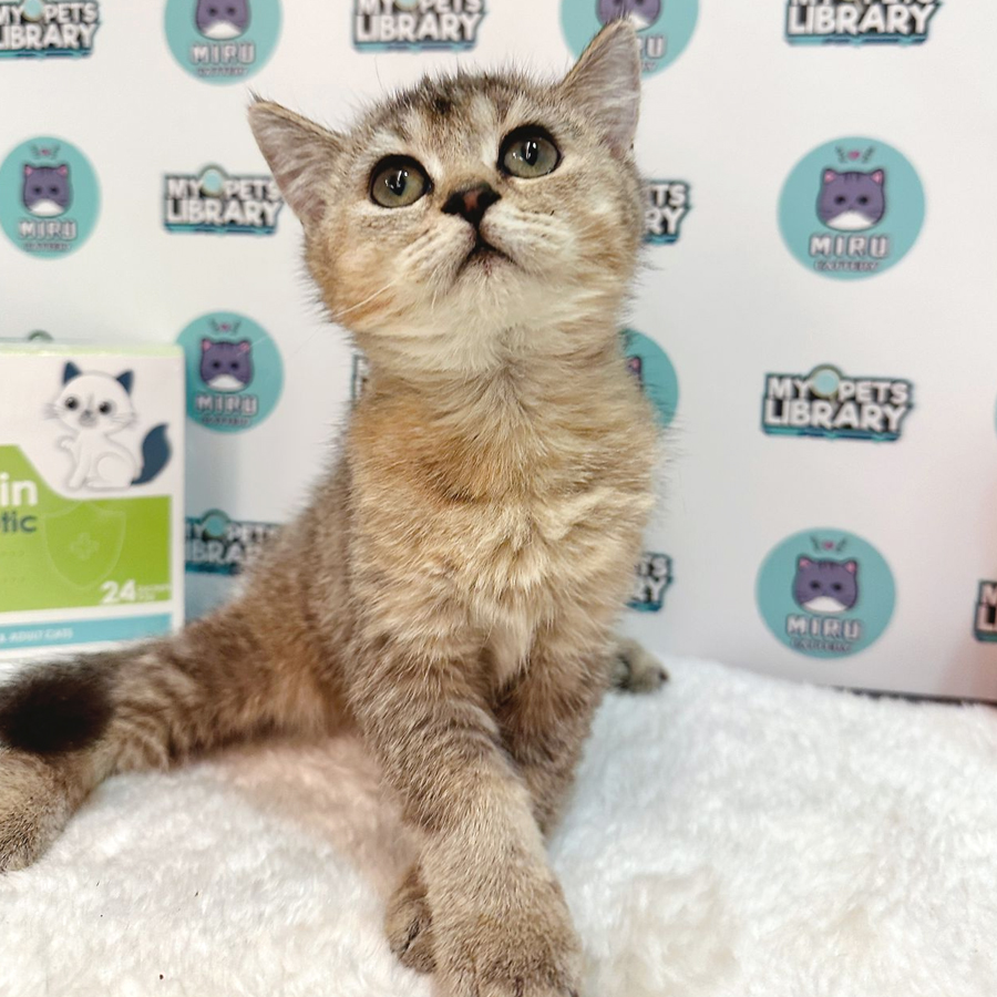 British Shorthair Kitten (Female) For Sale