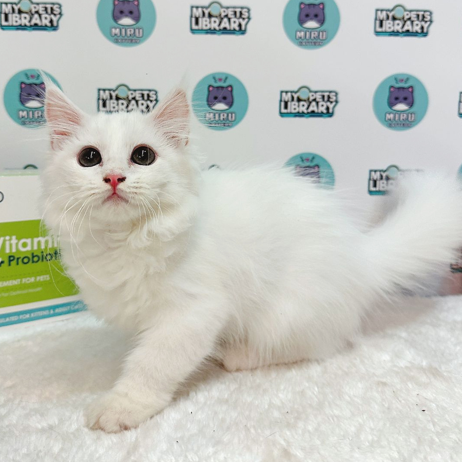 Persian Kitten (Female) For Sale