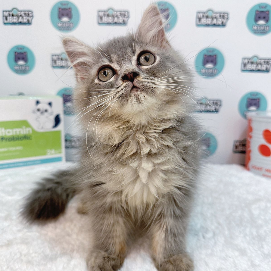 Persian Kitten (Male) For Sale