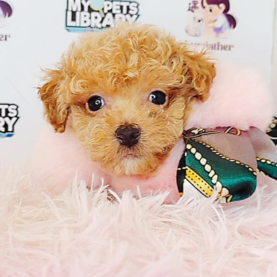 Tiny Poodle Puppy (Female) For Sale