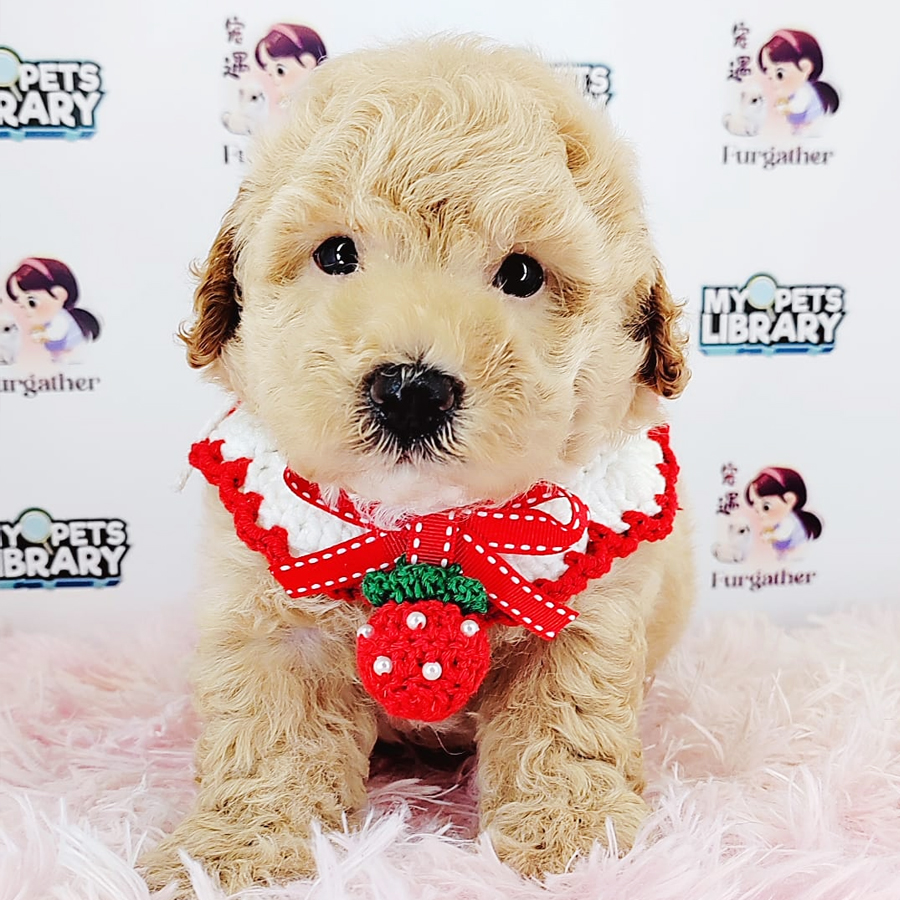 Tiny Poodle Puppy (Male) For Sale