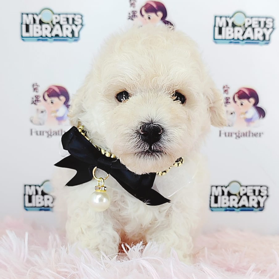 Tiny Poodle Puppy (Male) For Sale