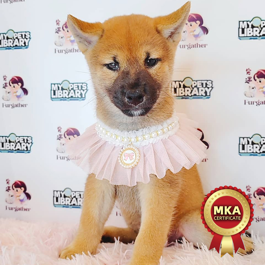 MKA Shiba Inu Puppy (Female) For Sale
