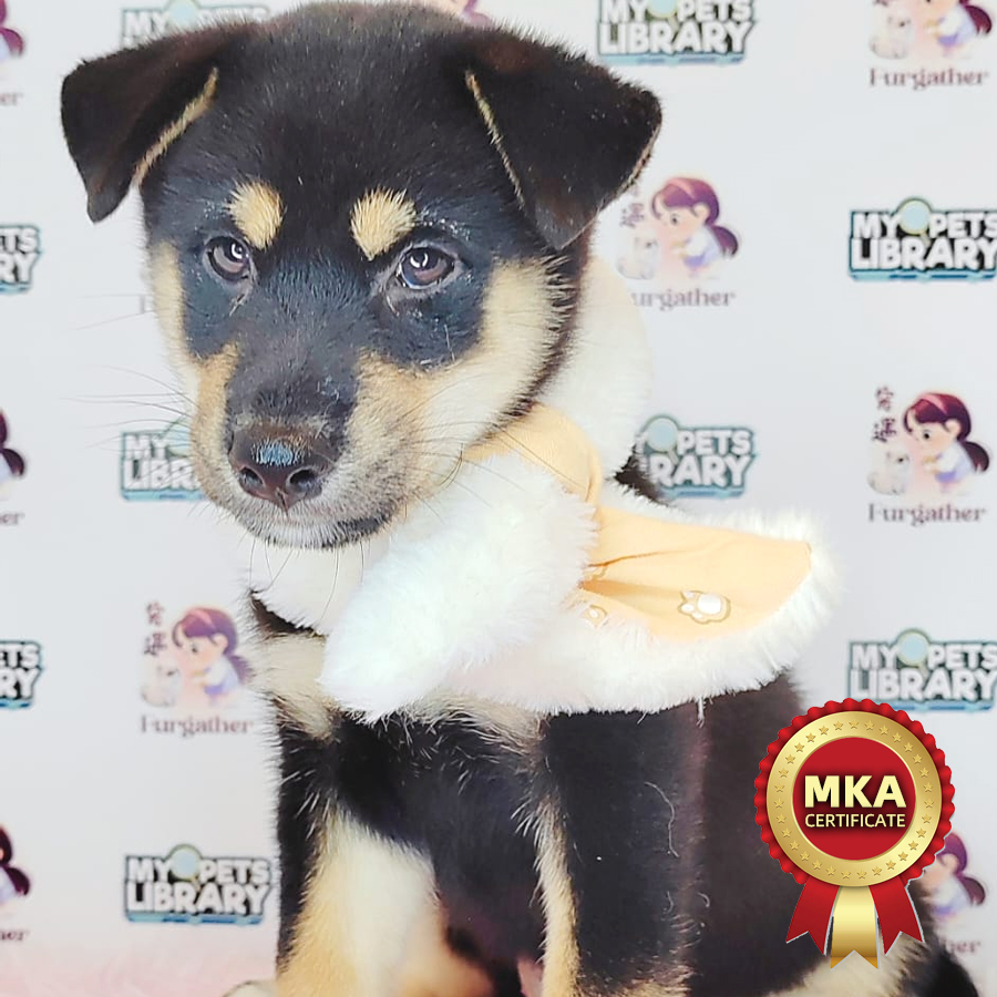 MKA Shiba Inu Puppy (Female) For Sale
