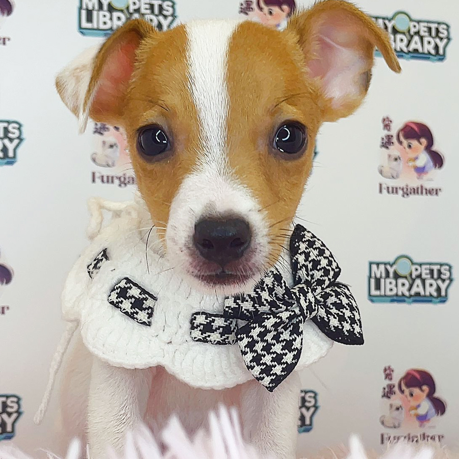 Jack Russell Puppy (Male) For Sale