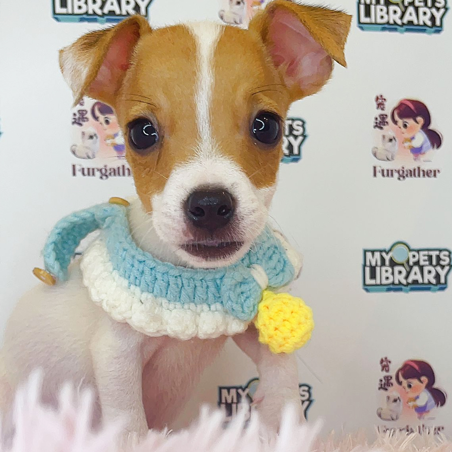 Jack Russell Puppy (Male) For Sale