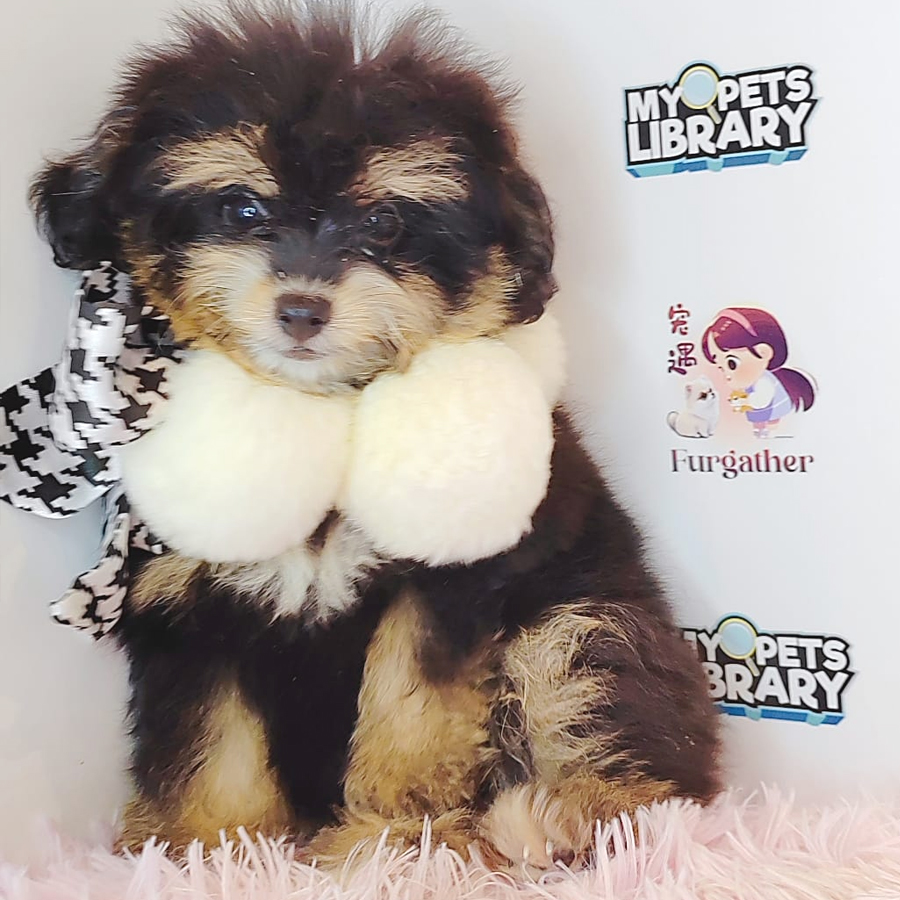 Pomsky Puppy (Female) For Sale