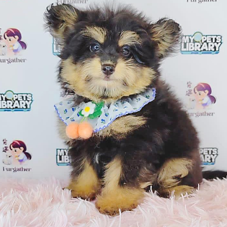 Pomsky Puppy (Female) For Sale