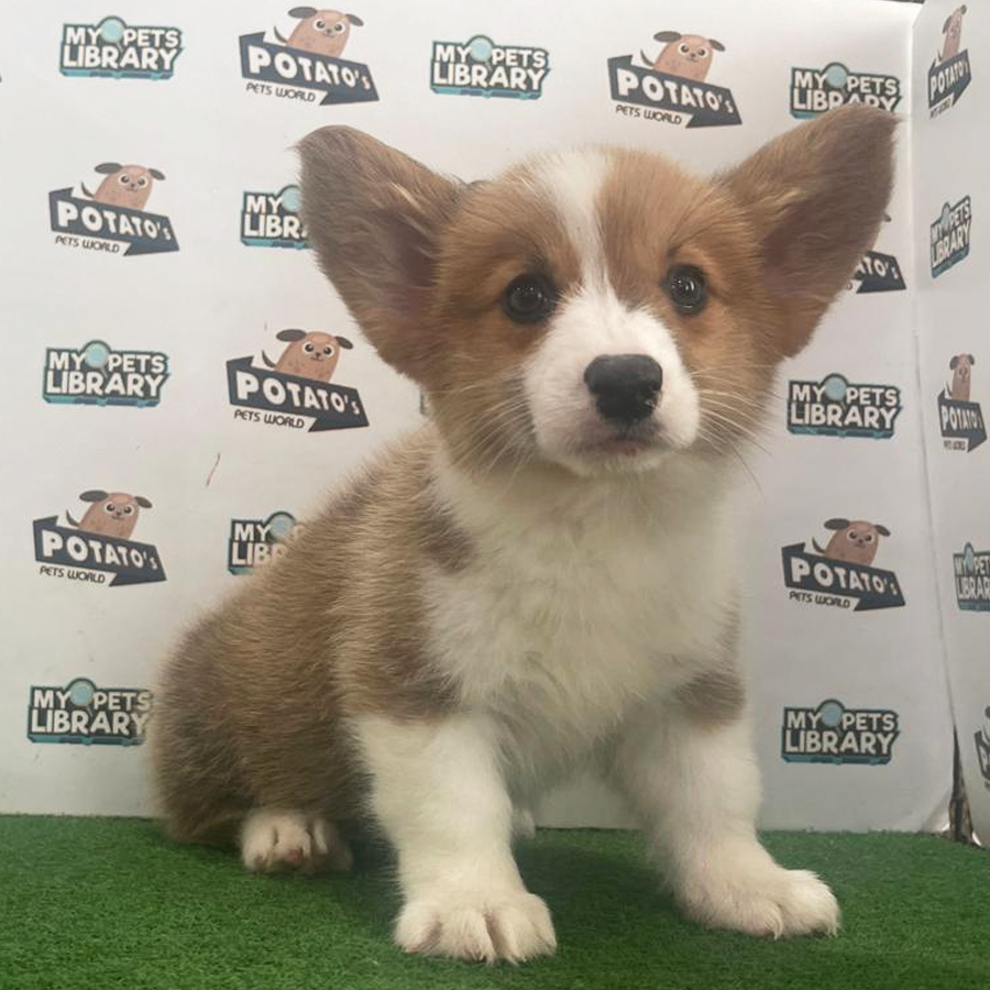 Welsh Corgi Puppy (Male) For Sale