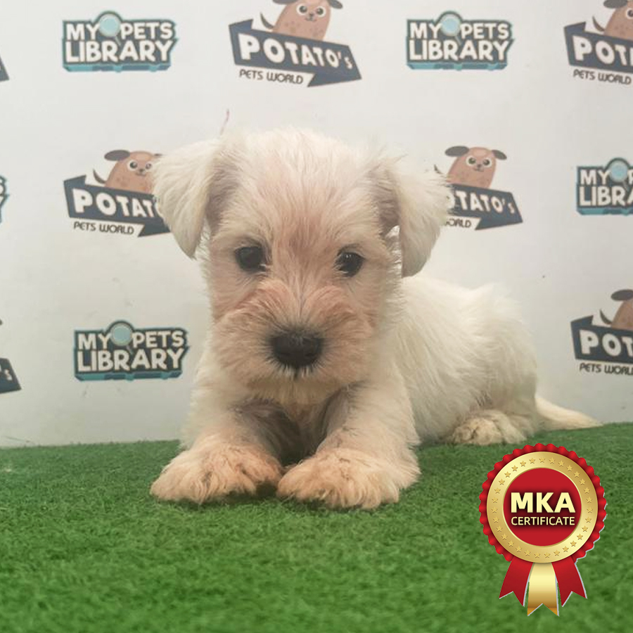 MKA Schnauzer Puppy (Male) For Sale