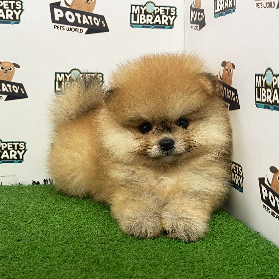 Pomeranian Puppy (Male) For Sale