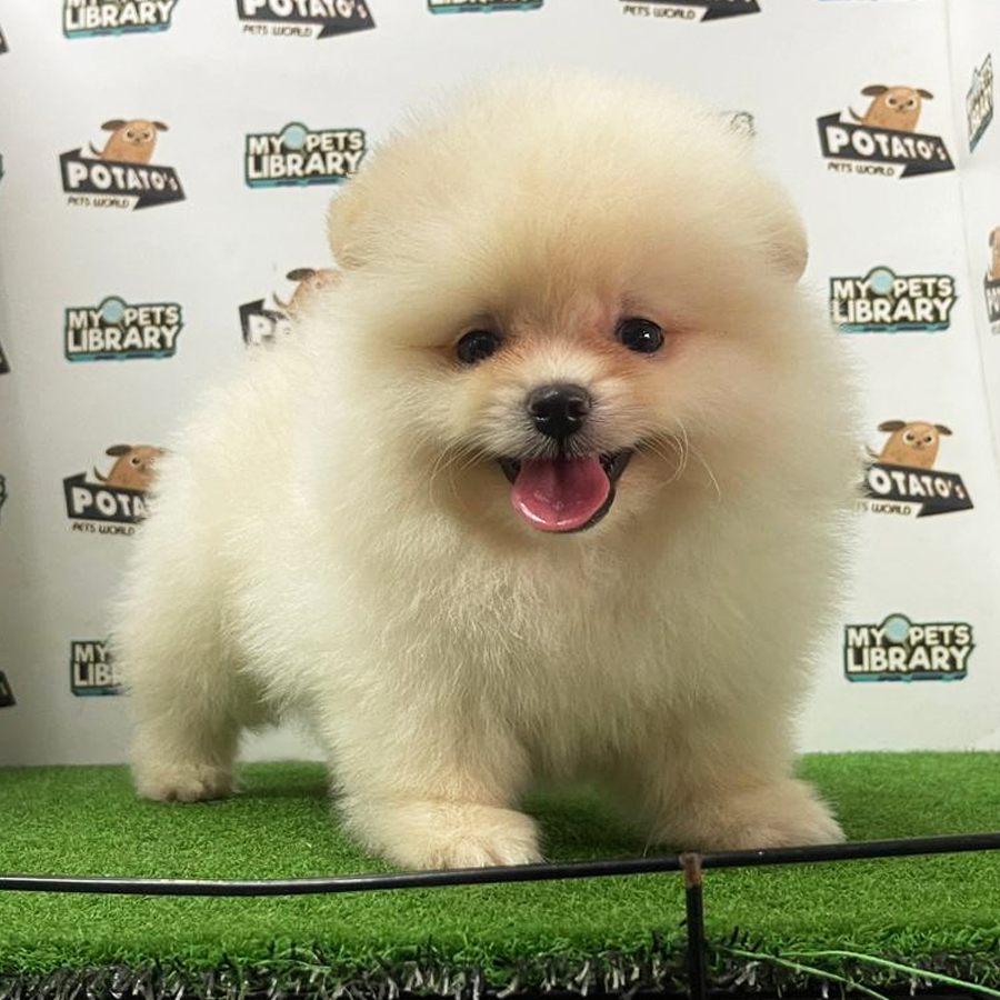 Pomeranian Puppy (Male) For Sale