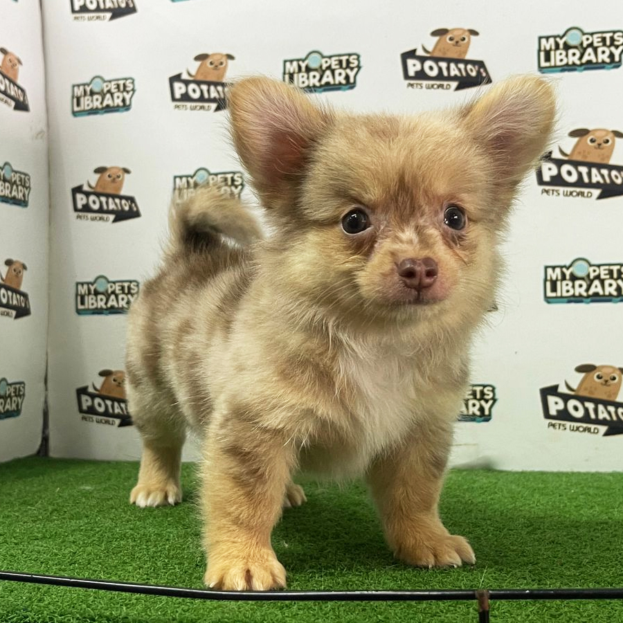 Longcoat Chihuahua Puppy (Male) For Sale
