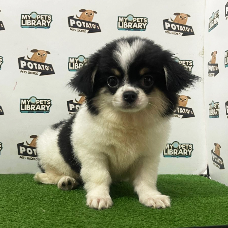 Longcoat Chihuahua Puppy (Male) For Sale