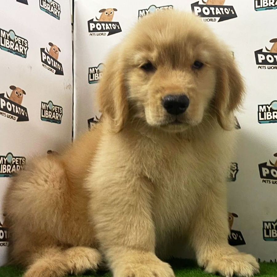 Golden Retriever Puppy (Female) For Sale