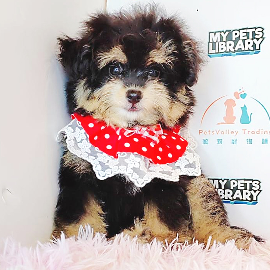 Pomsky Puppy (Female) For Sale