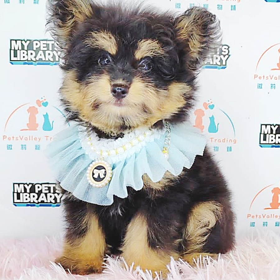 Pomsky Puppy (Female) For Sale