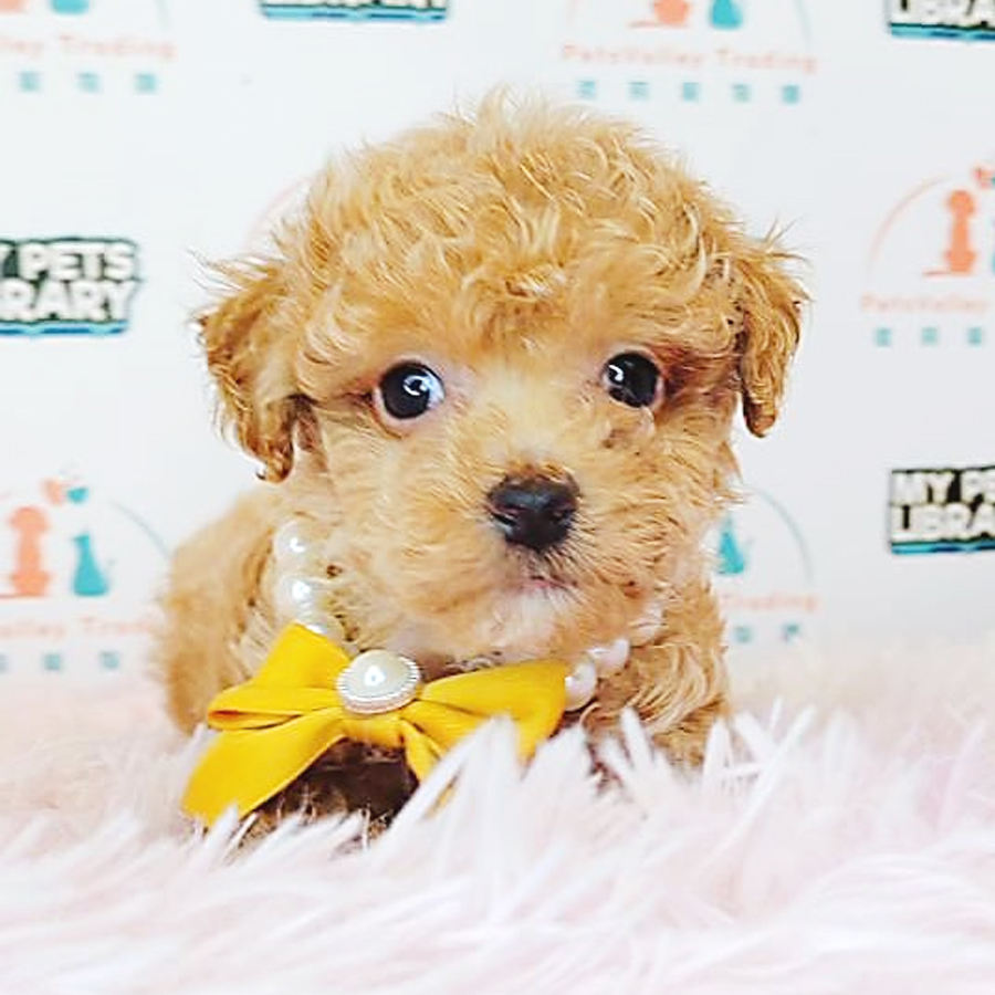 Tiny Poodle Puppy (Female) For Sale