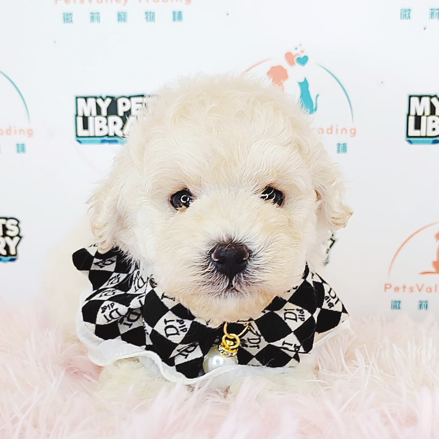 Tiny Poodle Puppy (Male) For Sale