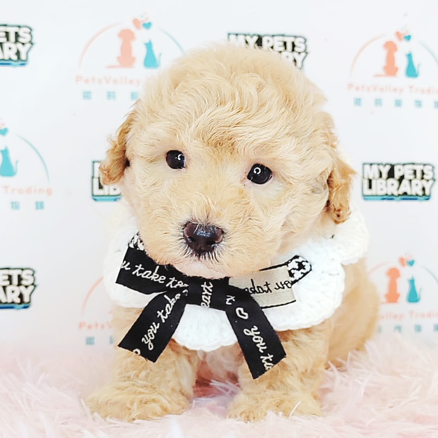 Tiny Poodle Puppy (Male) For Sale