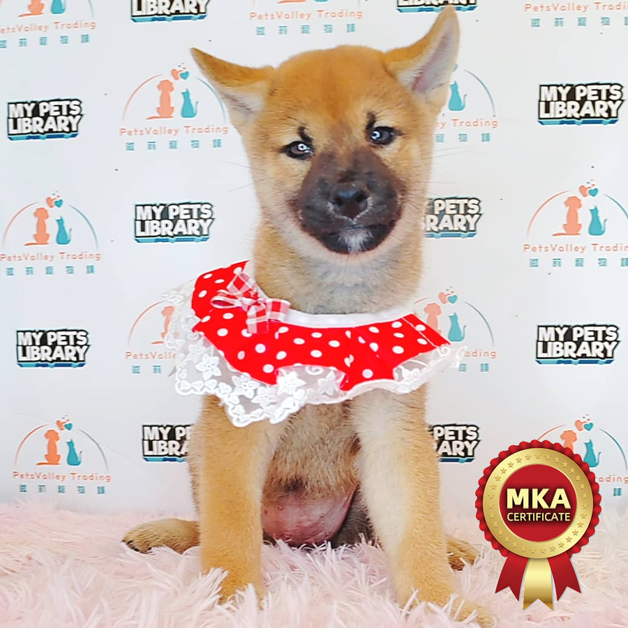 MKA Shiba Inu Puppy (Female) For Sale