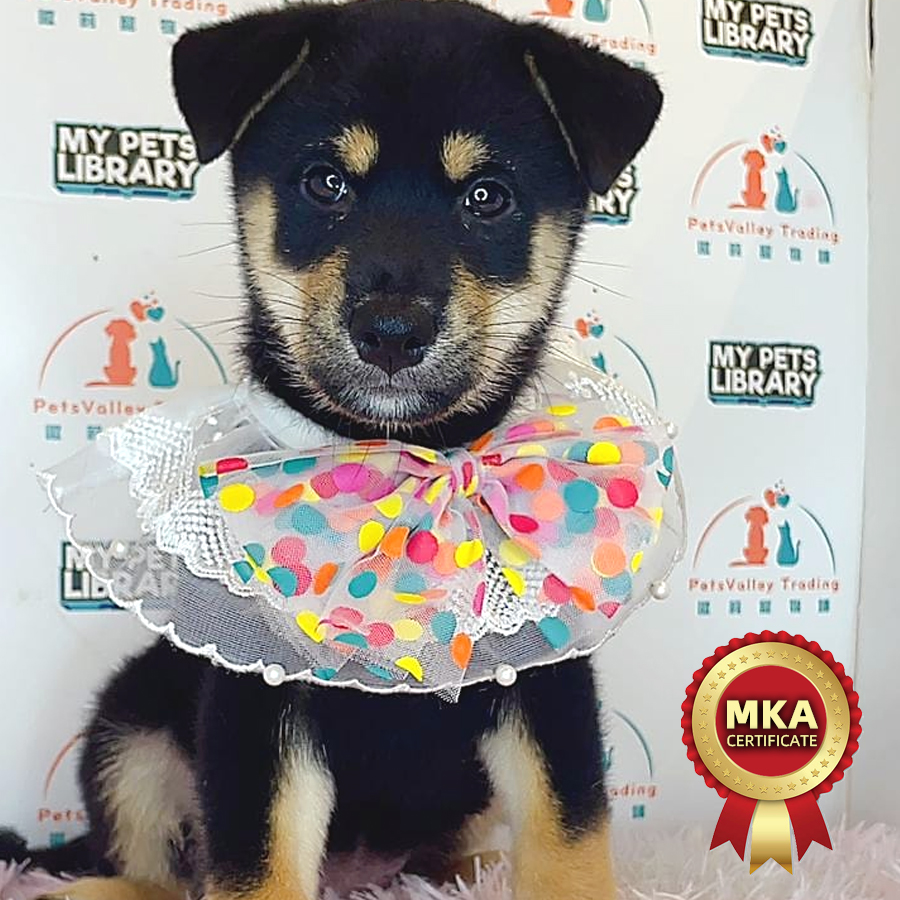 MKA Shiba Inu Puppy (Female) For Sale