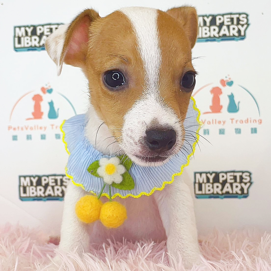 Jack Russell Puppy (Male) For Sale
