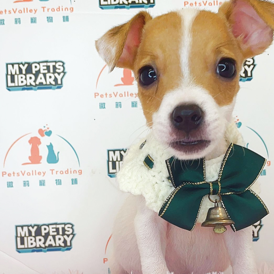 Jack Russell Puppy (Male) For Sale
