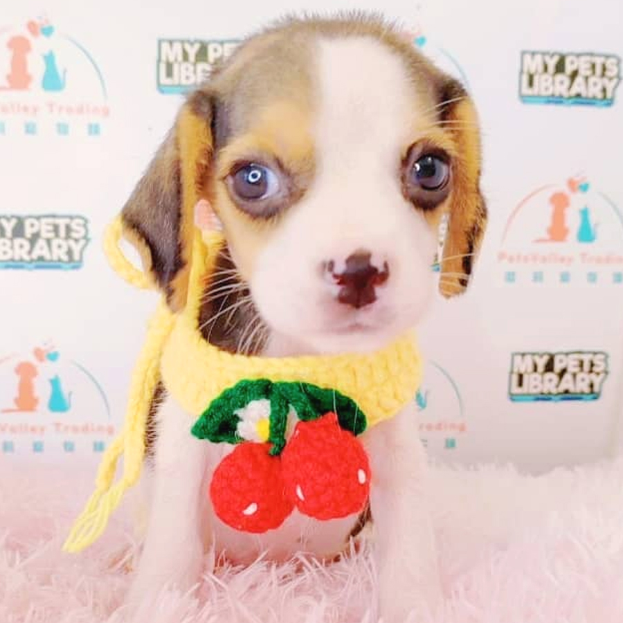 Beagle Puppy (Male) For Sale