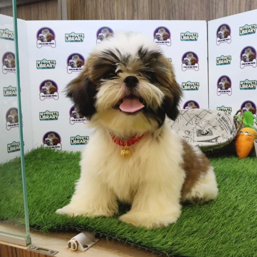 Shih Tzu Puppy (Male) For Sale
