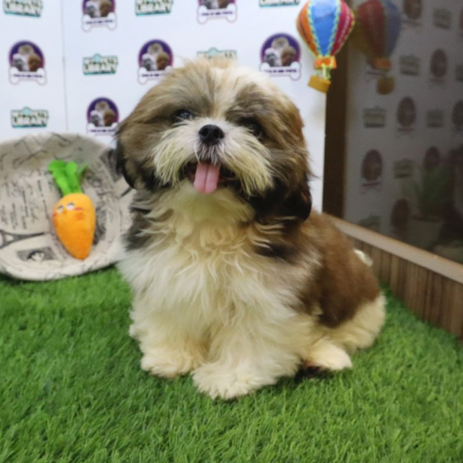Shih Tzu Puppy (Male) For Sale
