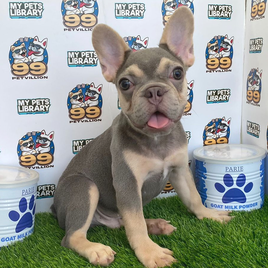 French Bulldog Puppy (Male) For Sale