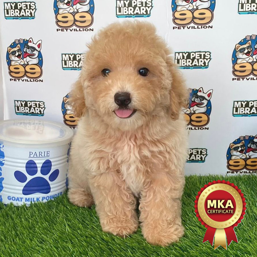 MKA Toy Poodle Puppy (Female) For Sale