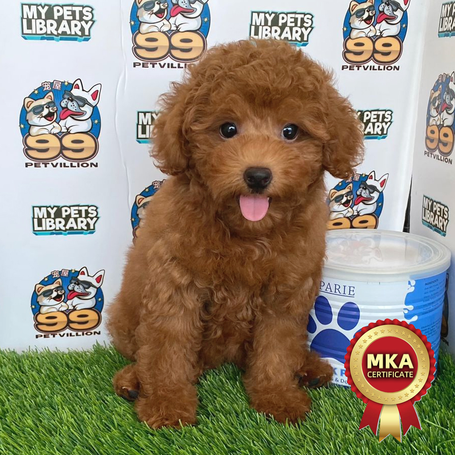 MKA Toy Poodle Puppy (Female) For Sale
