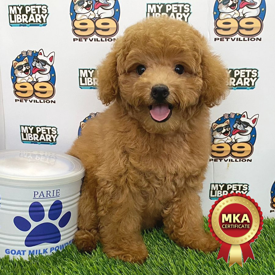 MKA Toy Poodle Puppy (Female) For Sale