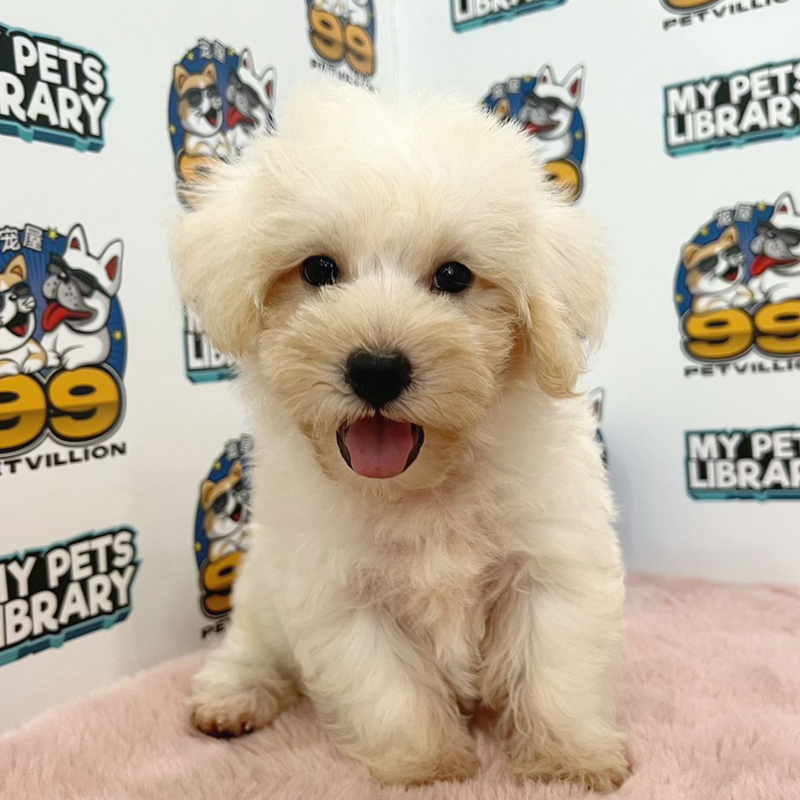 Maltipoo Puppy (Male) For Sale