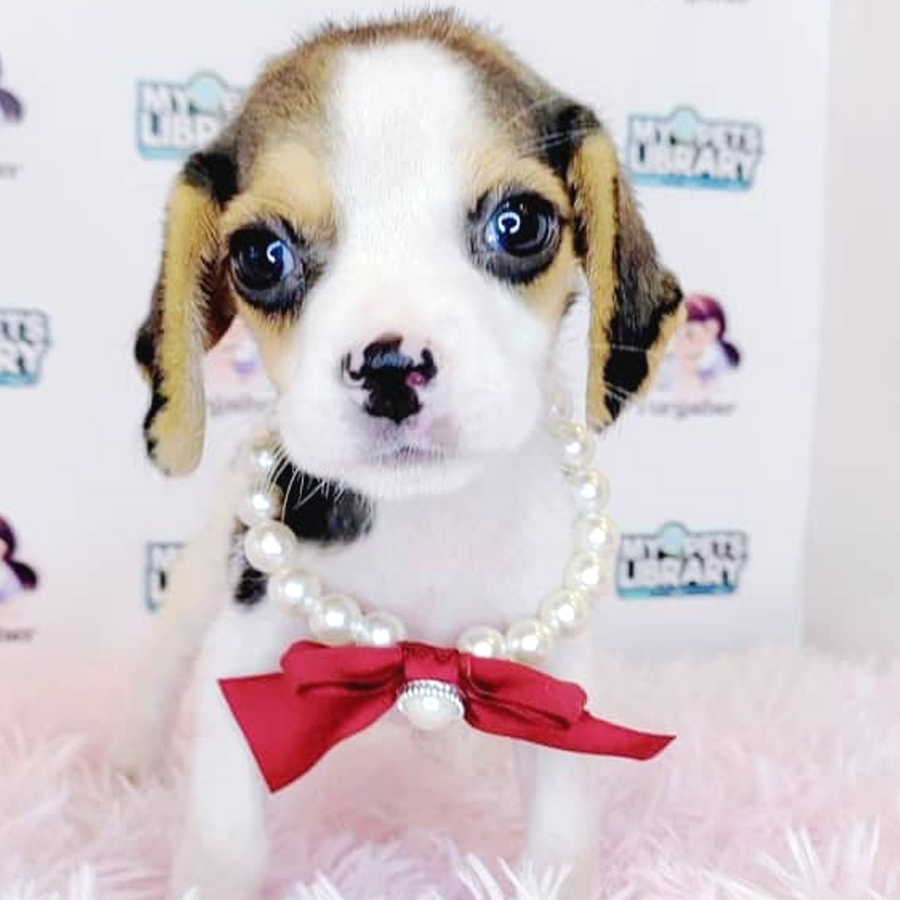 Beagle Puppy (Female) For Sale