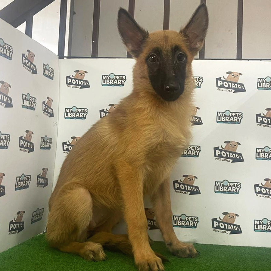 Malinois Puppy (Female) For Sale