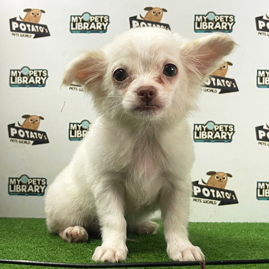 Longocat Chihuahua Puppy (Male) For Sale
