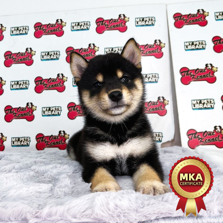 MKA Shiba Inu Puppy (Female) For Sale