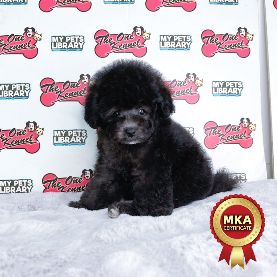 MKA Toy Poodle Puppy (Male) For Sale