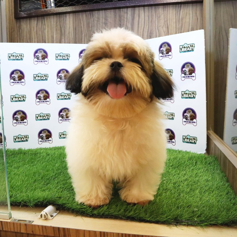 Shih Tzu Puppy (Male) For Sale