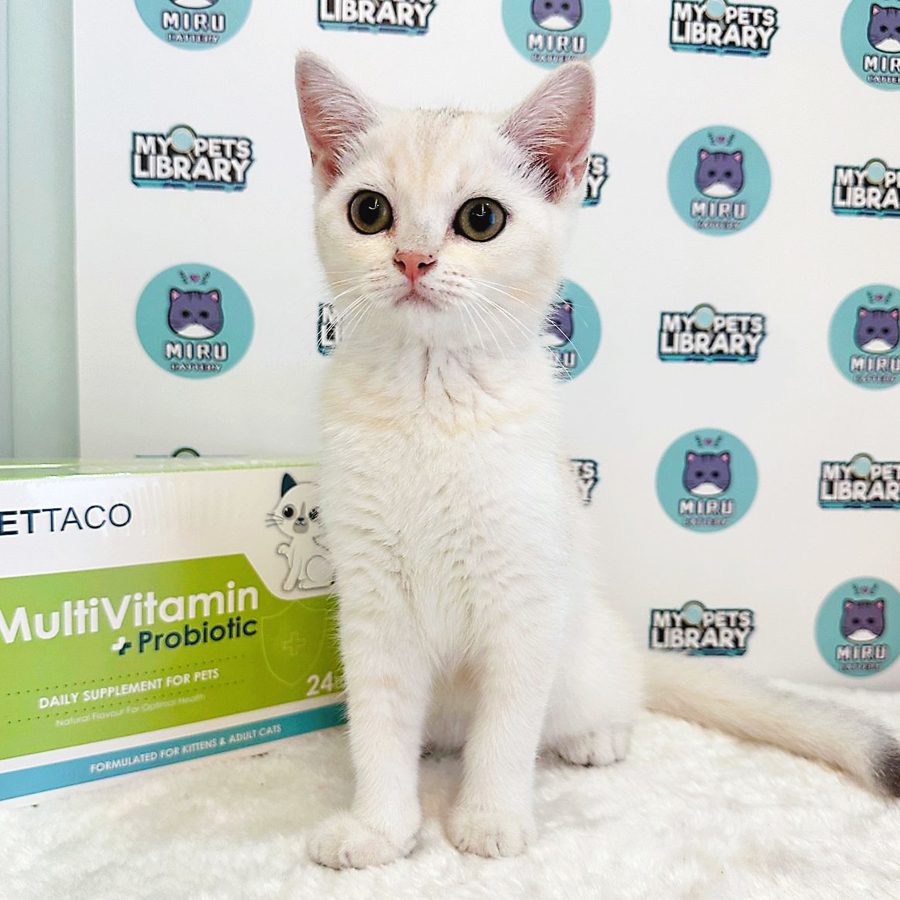 British Shorthair Kitten (Female) For Sale