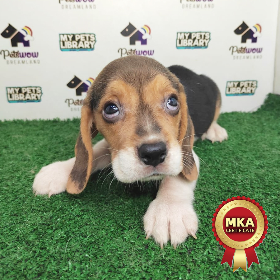 MKA Beagle Puppy (Male) For Sale