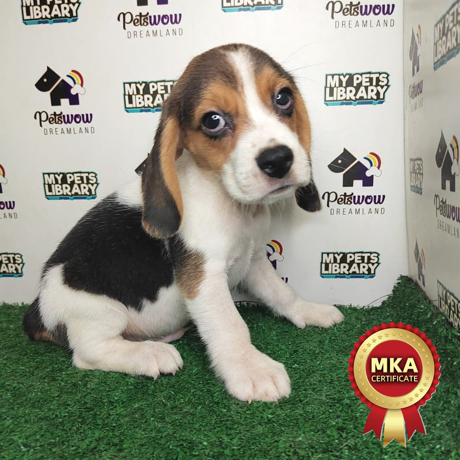 MKA Beagle Puppy (Male) For Sale