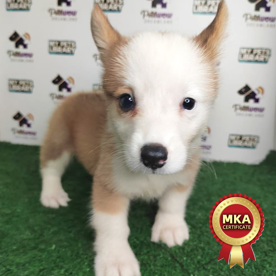 MKA Welsh Corgi Puppy (Female) For Sale