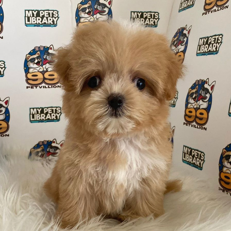 Maltipoo Puppy (Female) For Sale